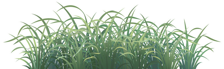 green grass transparent background overall bright