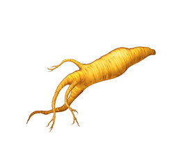 Ginseng, illustration, isolated on white background, realism, photo realistic