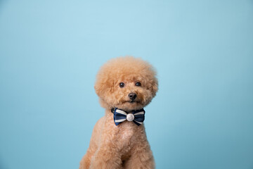 toy poodle puppy on blue