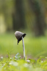 Champignon