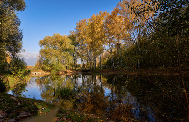 Pond surrounded by yellow trees in afternoon.