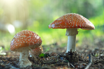 Red poisonous mushrooms fly agaric. Toadstool mushroom grows in the grass. Danger of mushroom poisoning.Red toadstool hat with white dots.