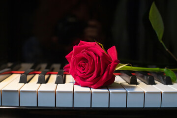 A bright red rose lies on a black and white piano keyboard, reflection of the rose, a beauty and...
