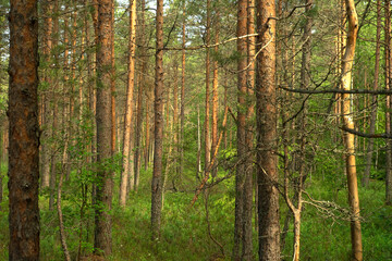 Fototapeta premium There are a lot of pines in the swamp. Pine forest in the taiga. A forest swamp with trees. Get lost in an unfamiliar area.Summer forest.