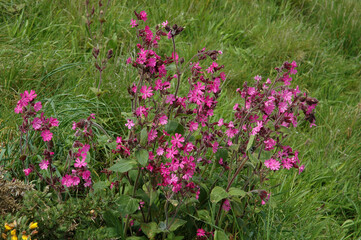Silene dioique, Silene dioica