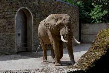 elephant in the zoo