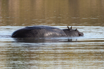 Fototapeta premium Hippopotame, Hippopotamus amphibius, Afrique du Sud