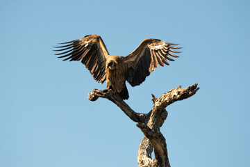 Vautour africain,.Gyps africanus, White backed Vulture, Parc national Kruger, Afrique du Sud