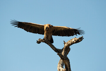 Vautour africain,.Gyps africanus, White backed Vulture, Parc national Kruger, Afrique du Sud