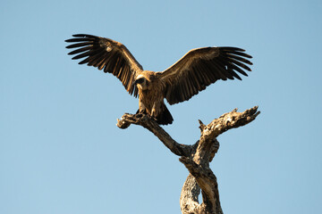 Vautour africain,.Gyps africanus, White backed Vulture, Parc national Kruger, Afrique du Sud