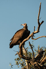Vautour charognard,. Necrosyrtes monachus, Hooded Vulture