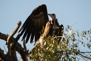 Vautour charognard,. Necrosyrtes monachus, Hooded Vulture