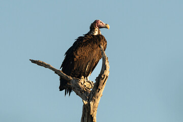 Vautour oricou,.Torgos tracheliotos,  Lappet faced Vulture