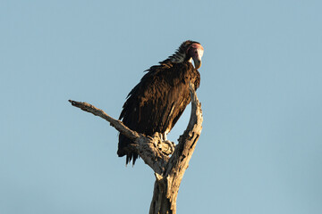 Vautour oricou,.Torgos tracheliotos,  Lappet faced Vulture