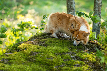 fluffy pembroke welsh corgi on a large mossy rock in the forest