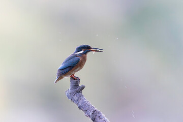 Common European Kingfisher Alcedo atthis perching on a branch
