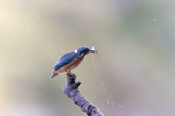 Common European Kingfisher Alcedo atthis perching on a branch