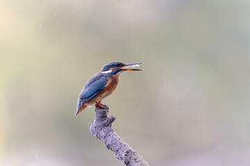 Common European Kingfisher Alcedo atthis perching on a branch