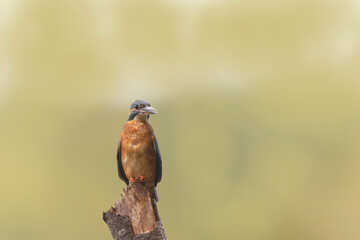 Common European Kingfisher Alcedo atthis perching on a branch