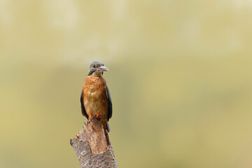 Common European Kingfisher Alcedo atthis perching on a branch