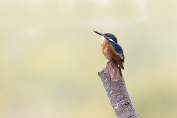 Common European Kingfisher Alcedo atthis perching on a branch