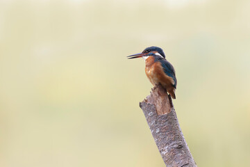 Common European Kingfisher Alcedo atthis perching on a branch