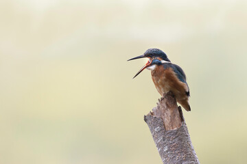 Common European Kingfisher Alcedo atthis perching on a branch