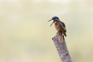 Common European Kingfisher Alcedo atthis perching on a branch