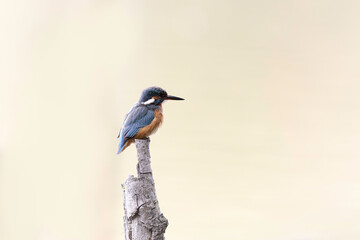 Common European Kingfisher Alcedo atthis perching on a branch