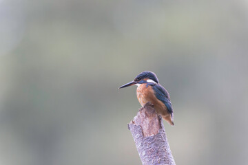 Common European Kingfisher Alcedo atthis perching on a branch