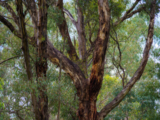 Dark Trees