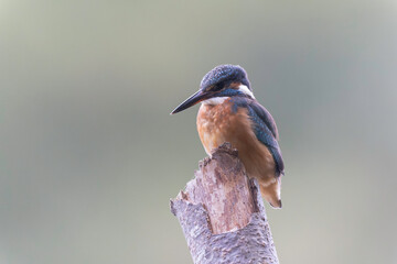 Common European Kingfisher Alcedo atthis perching on a branch