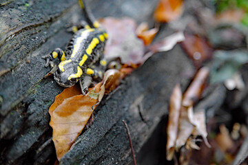 Feuersalamander kommt
