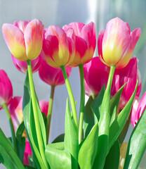 Beautiful pink tulip background texture