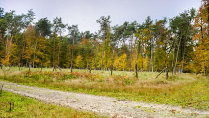 road running through dense forest