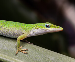 Green Anole