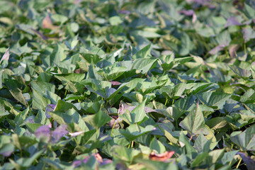 Sweet potato seedling crops in autumn