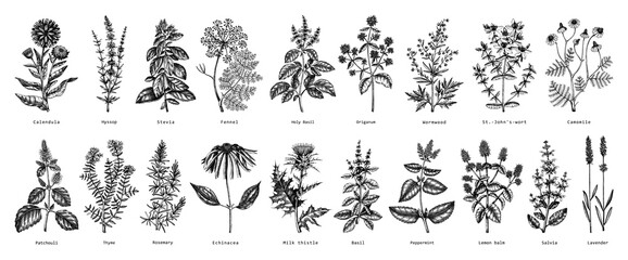 Vintage herbs illustrations. Aromatic plants collection in sketched style. Botanical design elements. Herbal tea ingredients. Hand drawn medicinal herbs for cosmetics, herbal medicine, perfumery. - 538832330