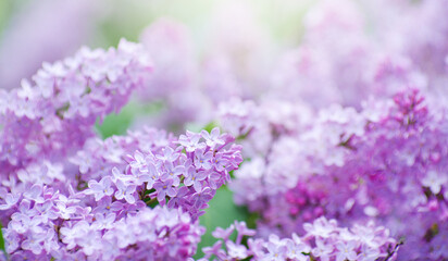 Lilac blossoming branches, Selective focus