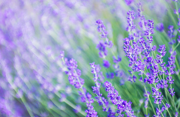 Selective focus on the lavender flower in the flower garden - lavender flowers lit by sunlight.
