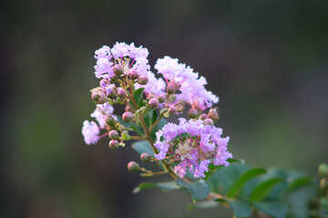 Close up of lilac flowers