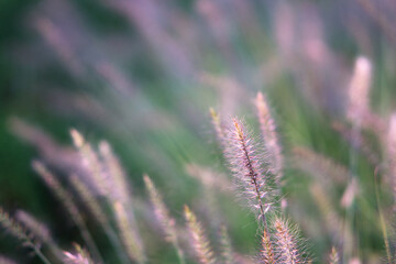 Close up of Pennisetum in Autumn