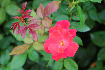 Obraz premium 庭に咲くオールドローズ、ヴェスヴィアス