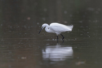 Little Egret Egretta garzetta fishing in close view