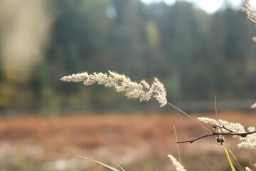 grass in the wind