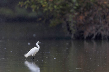 Little Egret Egretta garzetta fishing in close view