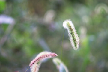 Close up shot of bristlegrass