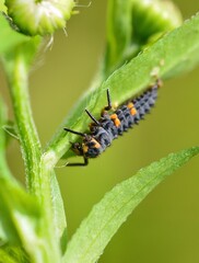テントウムシの幼虫