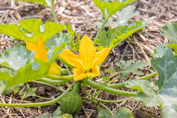 Runde Zucchini Pflanze im Garten