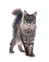Obraz premium maine coon in studio